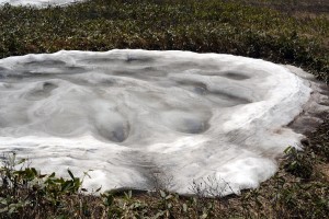 取り残された雪