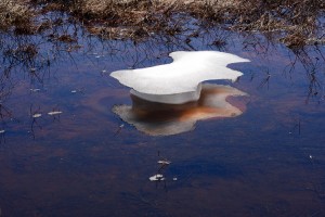 取り残された雪