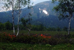 尾瀬ヶ原と白樺0844