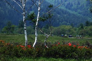 尾瀬ヶ原と白樺0846