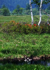 尾瀬ヶ原と白樺0847