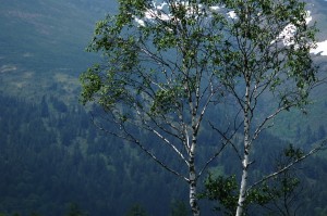 尾瀬ヶ原と白樺0849