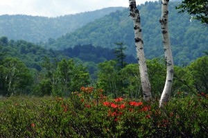 尾瀬ヶ原と白樺0854