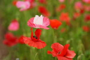 ポピー