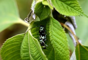 ラミーカミキリ