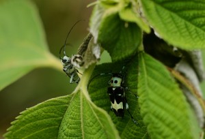 ラミーカミキリ