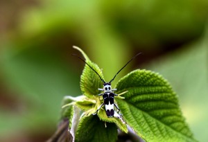 ラミーカミキリ