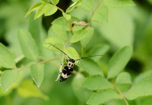 ラミーカミキリ