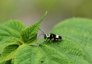 ラミーカミキリ