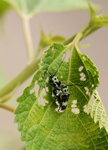 ラミーカミキリ