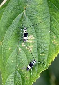 ラミーカミキリ