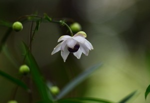 レンゲショウマ