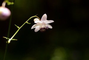 レンゲショウマ