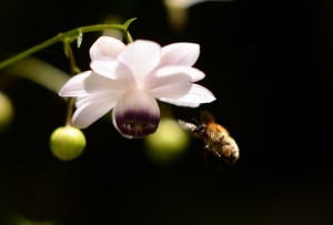 レンゲショウマ