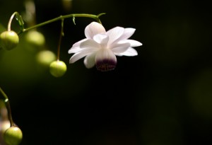 レンゲショウマ