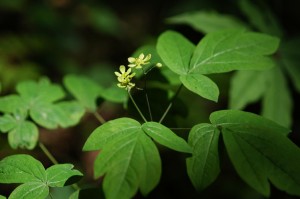 ルイヨウボタン0959