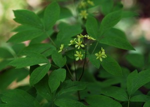 ルイヨウボタン0967