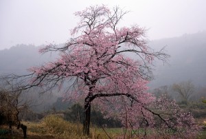 ２０１４年の桜