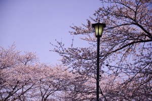 ２０１４年の桜