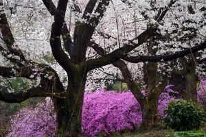 ２０１４年の桜