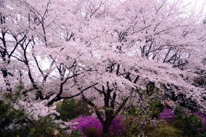 ２０１４年の桜