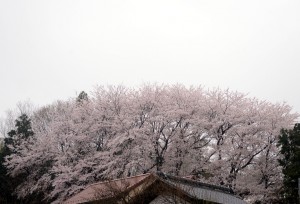 ２０１４年の桜