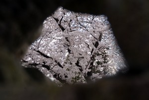 ２０１４年の桜