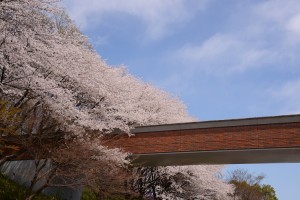 ２０１４年の桜