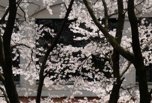 ２０１４年の桜