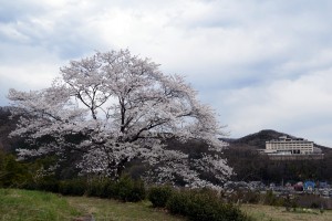 ２０１４年の桜