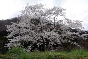 ２０１４年の桜