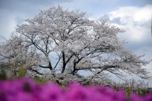 ２０１４年の桜
