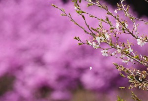 ２０１４年の桜