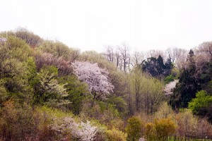 ２０１４年の桜