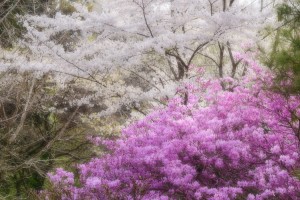 ２０１４年の桜