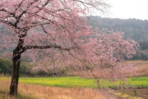 一本桜