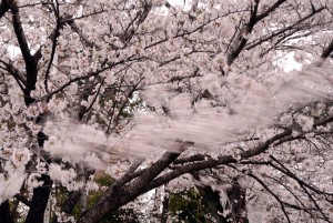 風に揺れる桜