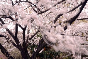 風に揺れる桜