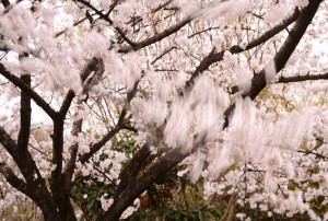 風に揺れる桜