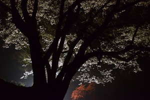 大福桜