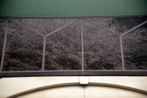 巨大ガラス窓に映る桜