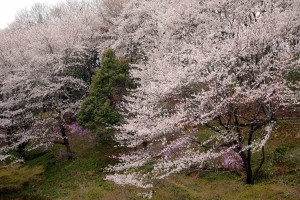 桜