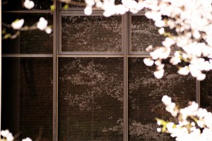 巨大ガラス窓に映る桜