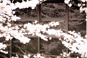 巨大ガラス窓に映る桜