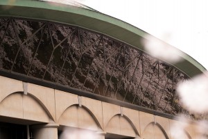 巨大ガラス窓に映る桜