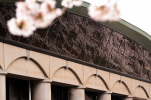 巨大ガラス窓に映る桜