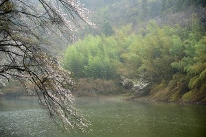 川と桜