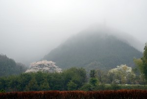 霧の桜