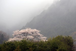 霧の桜