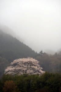 霧の桜